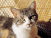 Captcha image 3451
