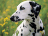 Captcha image 7498